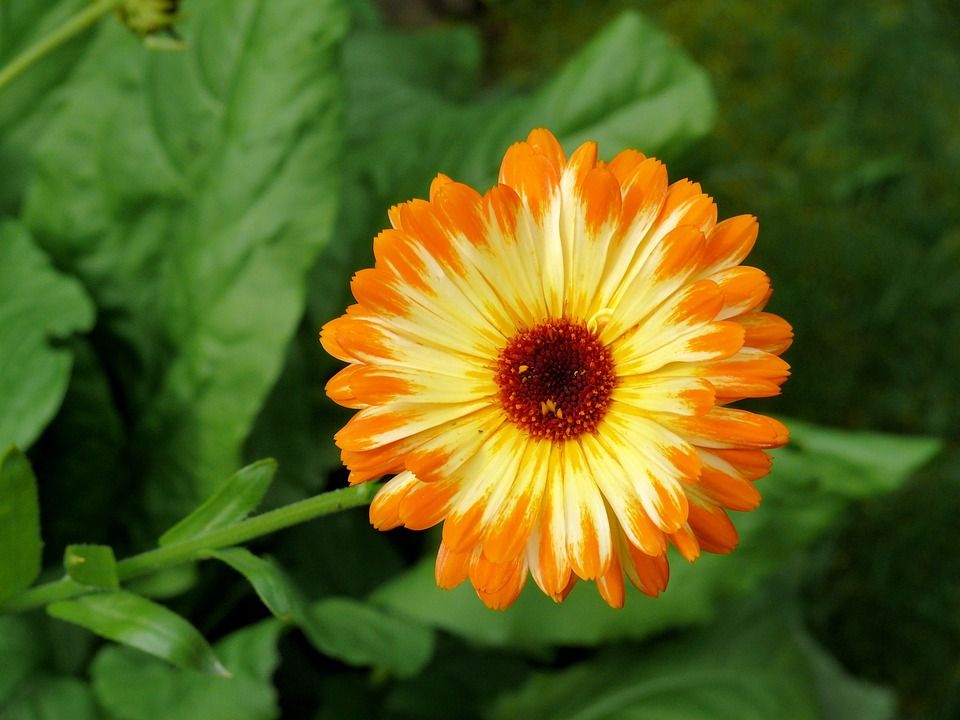 Calendula officinalis zaden - 10 gram | 1250 zaden